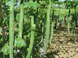 Snake Gourd Long Seeds